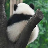 一只俗蛋
