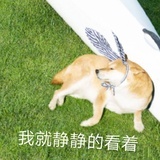 头上一枝花