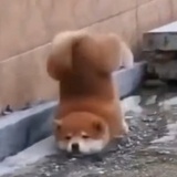 狮子