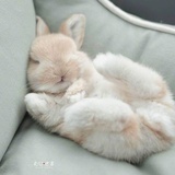 🐰牌白桃气泡水