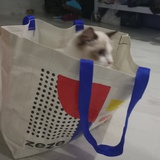 紫韵