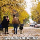 反方向的钟