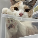 俗套