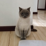 岱王等我回家