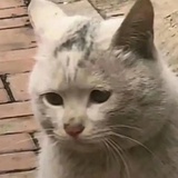 卡崩
