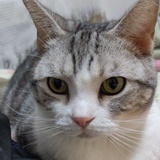 思莼鲈