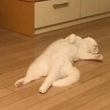 大门娃