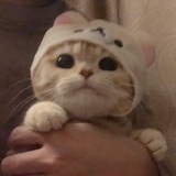 棉花糖子