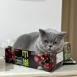 喜欢小狗sing嘛