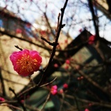 宁馨
