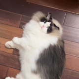 Kikyo鹿