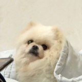 一颗甜豆🧸
