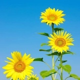 season优优