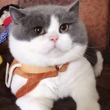 柠檬