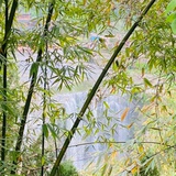 双子翡