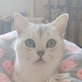 清影