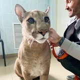 非洲狮梅西