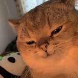 玉米角