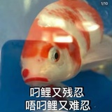 Lady Nemo