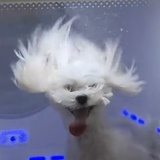 MIMIKL