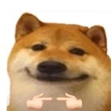 唯爱狗狗