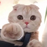 一块小饼干