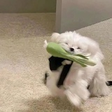 呱唧呱唧