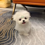 刘昊然
