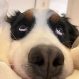小破狗