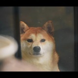 如好好色