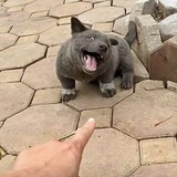哈哈哈