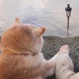 一颗沙雕梨
