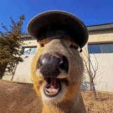什_