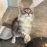 茉莉蜜