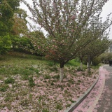 云清