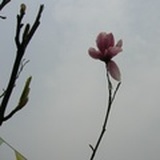 花解语