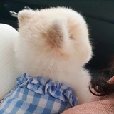 殷阁下