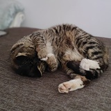 🐱