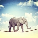 无喵骑士异闻录