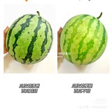 小西瓜🍉