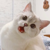 momo