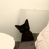陆