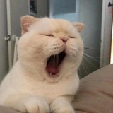 哎呀阿啾～