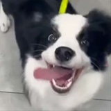叶初阳