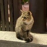 喵喵