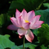 刘婉婷