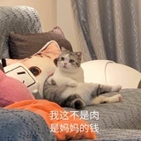 小猫咪