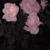 imyour_s