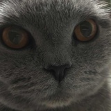 一只灰猫🐱