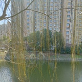 倾城